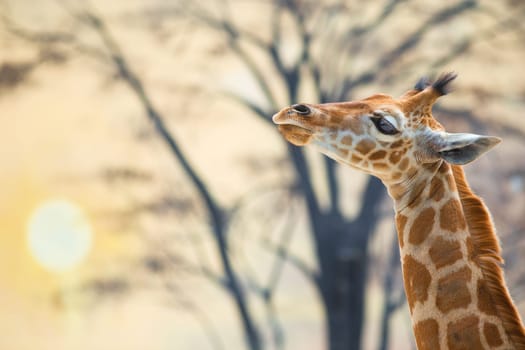 Young giraffe against trees and the backdrop of sunset. Real photography