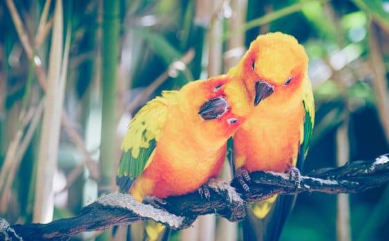 Close-up of sun parakeets couple or sun conures hugging each other. Real photography
