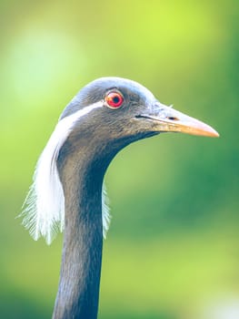 Portrait of The demoiselle crane (Grus virgo),. small crane with red eye and white feathers around the head. Real photography.