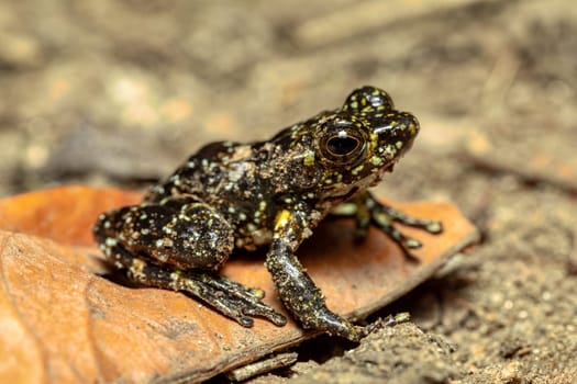 Mantidactylus lugubris, endemic frog species in the family Mantellidae. Ranomafana National Park, Madagascar wildlife animal