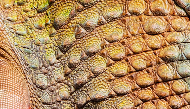 Very luxurious crocodile leather texture used in textile industry, original skin