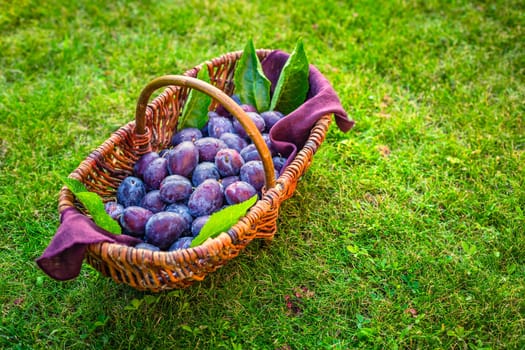 Fresh organic plums in basket on green grass