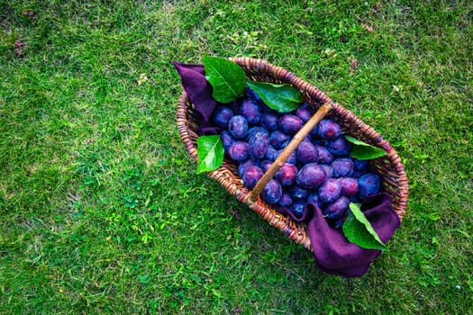 Fresh organic plums in basket on green grass