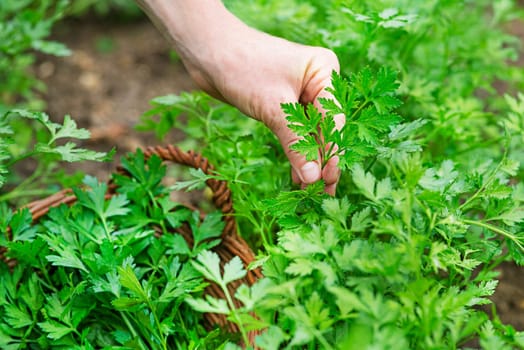 A woman collects parsley in the garden. Woman's hands picking crop of fresh parsley close up.