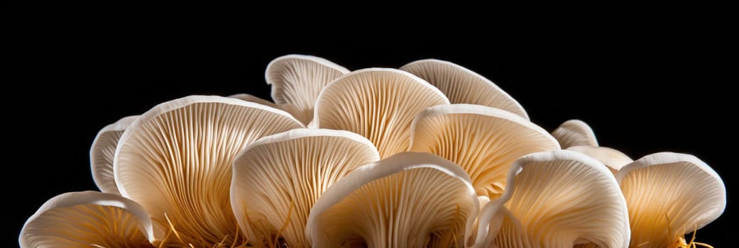 Group of oyster mushrooms on black background, suitable for website banners, digital ai.