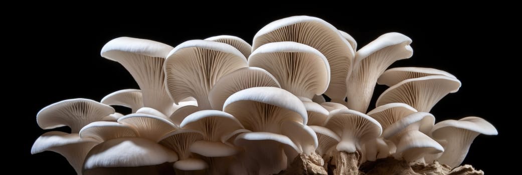 Group of oyster mushrooms on black background, suitable for website banners, digital ai.