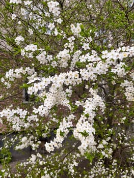 cherry tree blooming in May in the city center