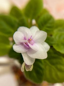 blooming indoor pink saintpaulia macro photography on a light background