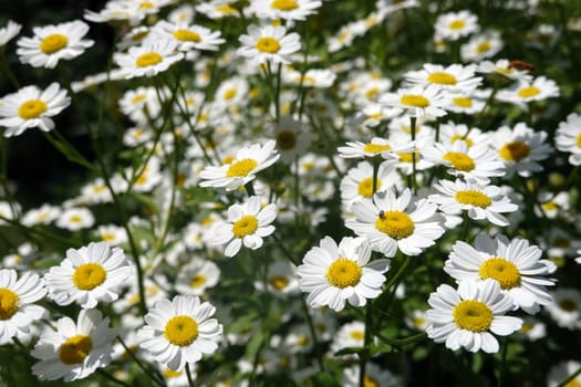 Mutterkraut, Falsche Kamille ( Tanacetum parthenium)