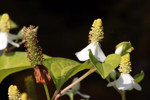 Eidechsenschwanz oder Molchschwanz (Houttuynia cordata)