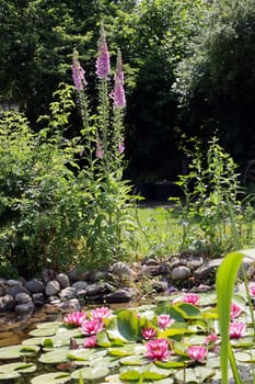 Roter Fingerhut (Digitalis purpurea) am Gartenteich