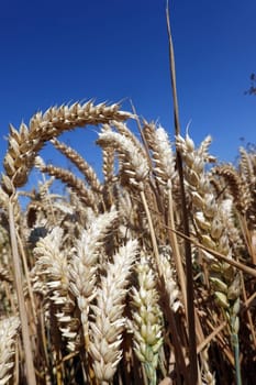 Feld mit erntereifem Weizen, Nordrhein-Westfalen, Deutschland