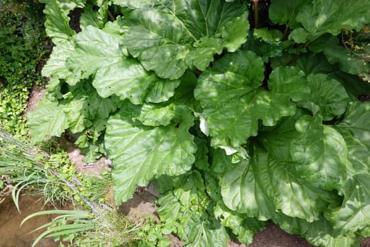 Kultur-Rhabarber (Rheum × hybridum) - Habitus und Blätter