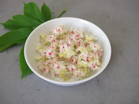Wildcrafted chestnut flowers of horse chestnut, Flores Hippocastani