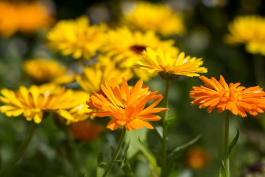 calendula flowers in a garden - soft focus