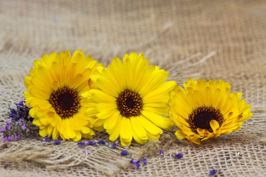 three calendula flowers - close up