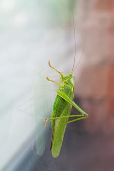 Green grasshopper, cricket insect crawling a window, bush-cricket Tettigonia viridissima