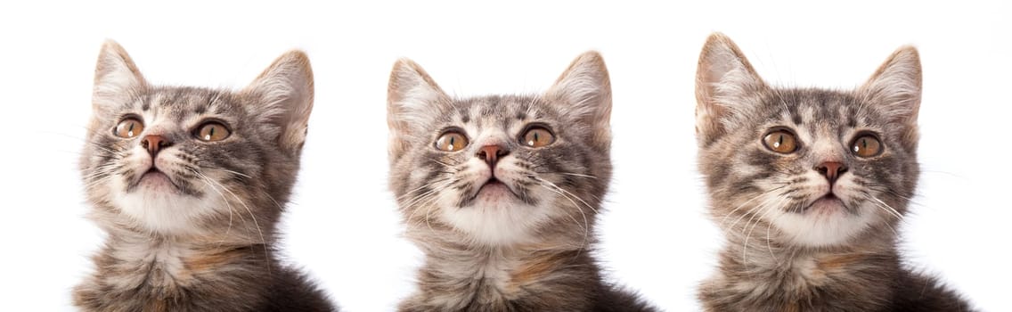 Studio portrait of adorable young grey kitten.