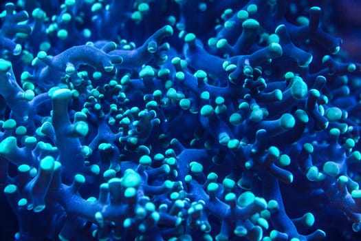 Underwater photo, close up of blue coral with tentacles emitting fluorescent light in dark under UV bulb. Abstract marine organic background