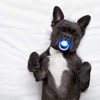 french bulldog dog  with  headache and hangover sleeping in bed like a baby with a pacifier,  dreaming sweet dreams