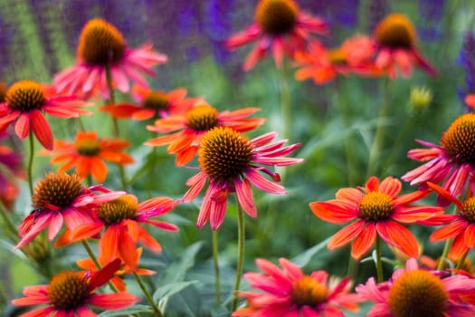 echinacea - coneflowers in the garden - abstrackt background
