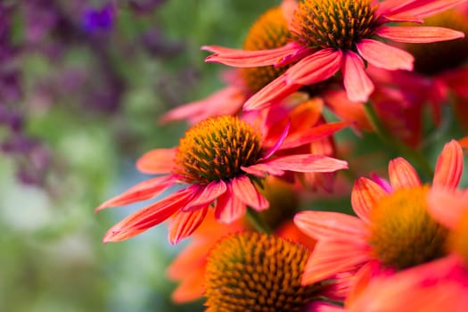echinacea - coneflowers in the garden - abstrackt background
