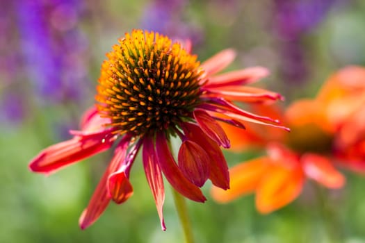echinacea - coneflowers in the garden - abstrackt background