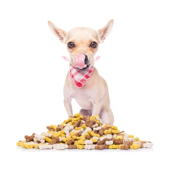 hungry  chihuahua dog beside a big mound or cluster of food , isolated on white background