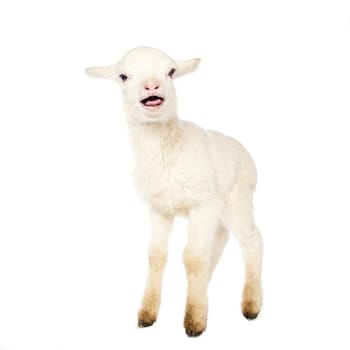 Closeup of cute lamb on the white background