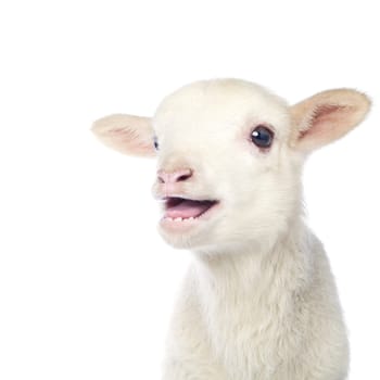 Closeup of cute lamb on the white background