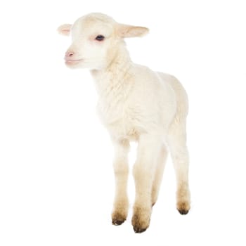 Closeup of cute lamb on the white background