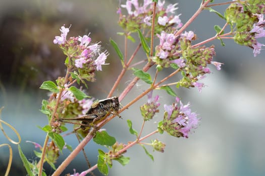 Common bush cricket ( Pholidoptera griseoaptera ) on a plant