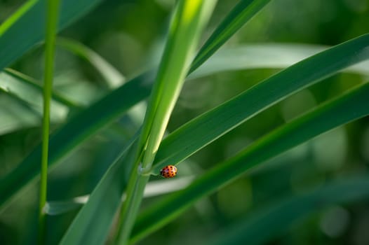 Ladybird ( Coccinellidae ) on plant in green nature with many copy space Ladybird ( Coccinellidae ) on plant in green nature with many copy space