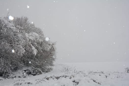 Landscape at winter time with a tree and a lot of snow when snowing