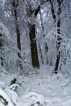 A forest in winter with lots of snow