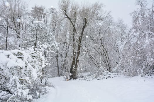 Trees in the forest in winter with a lot of snow