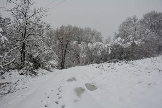 Trees in the forest in winter with a lot of snow