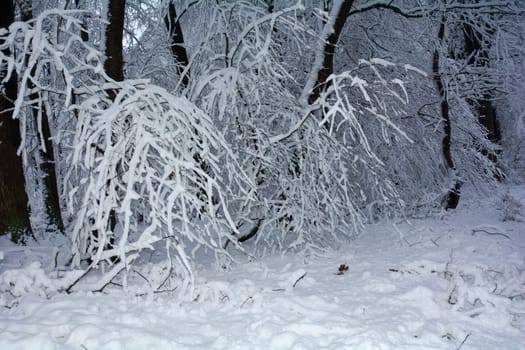 A forest in winter with lots of snow