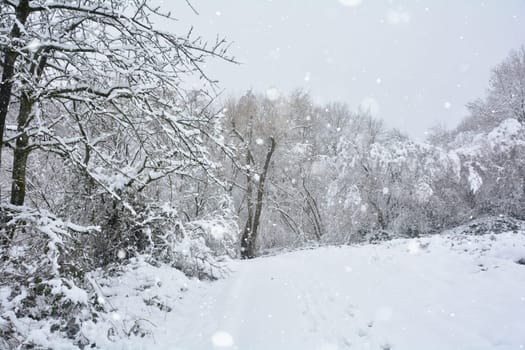 Trees in the forest in winter with a lot of snow when snowing