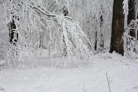 Trees in the forest in winter with a lot of snow