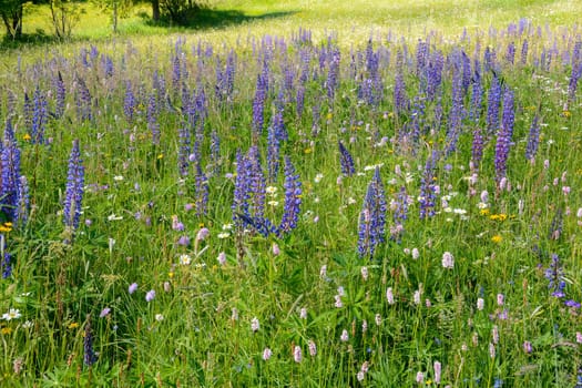 Green meadows with lots of purple lupins in the high Rhoen, Bavaria, Germany