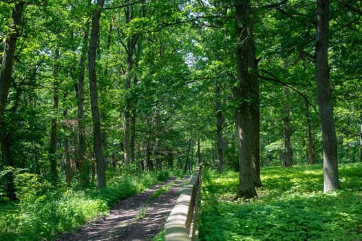 Sun shines through trees, with a path through the green forest