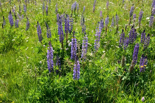 Green meadows with lots of purple lupins in the high Rhoen, Bavaria, Germany