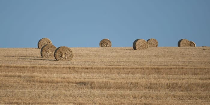 Straw bales on harvested field  with blue sky