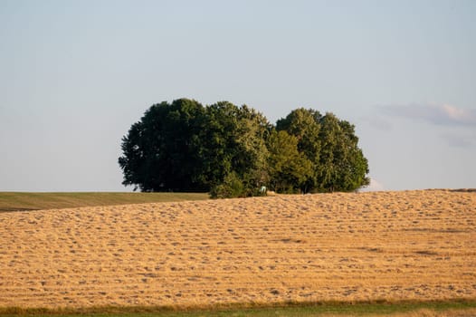 Harvested cornfield with a few large trees and sky
