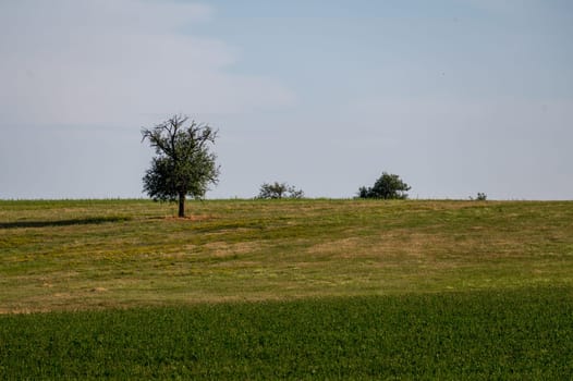 Green meadow with some trees and sky
