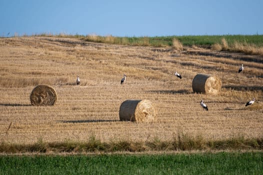 White storks ( Ciconia ciconia ) between hay bales in a harvested field with blue sky