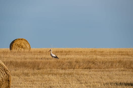 A white stork ( Ciconia ciconia ) stands between hay bale in a harvested field with a blue sky