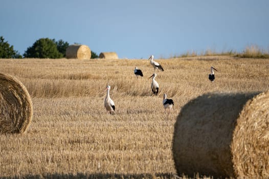 White storks ( Ciconia ciconia ) between hay bales in a harvested field with blue sky