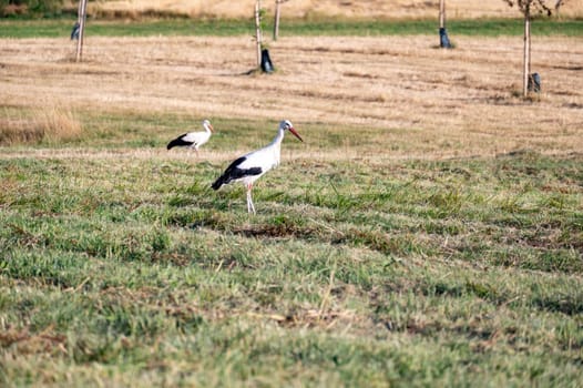 White stork ( Ciconia ciconia ) stands on a green meadow